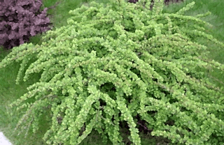 Барбарис тунберга Green Carpet