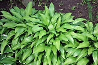 Хоста ланцетолистная Lancifolia