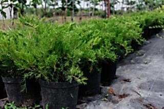 Можжевельник средний Mint Julep