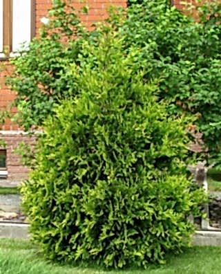 Туя западная Aureospicata