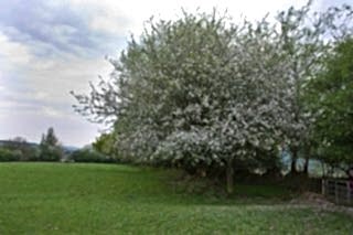 Яблоня лесная
