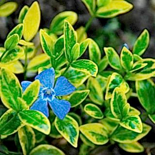 Барвинок малый Aureovariegata