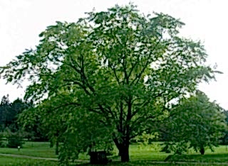 Орех маньчжурский
