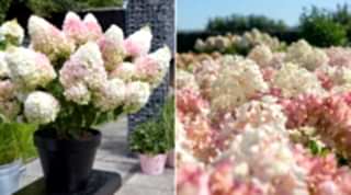 Гортензия метельчатая Strawberry Blossom