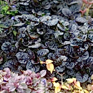 Живучка ползучая Black Scallop