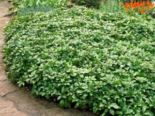 Пахизандра верхушечная Green Carpet