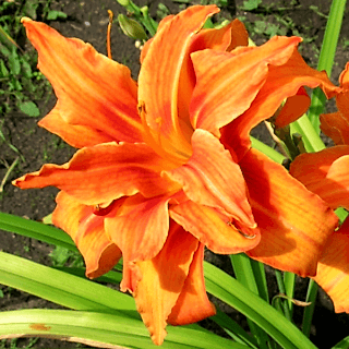 Лилейник гибридный Apricot Beauty