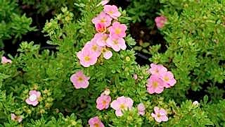 Лапчатка кустарниковая Pink Beauty