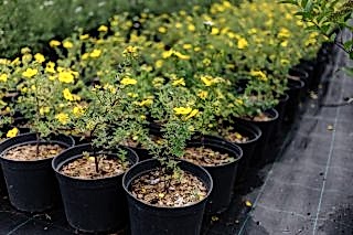 Лапчатка кустарниковая Goldstar