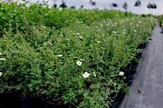Лапчатка кустарниковая Abbotswood