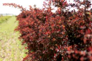 Барбарис Тунберга Atropurpurea