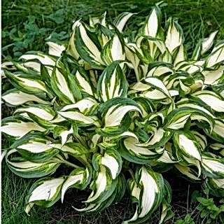Хоста гибридная Undulata Mediovariegata