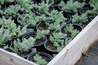 Седум отогнутый (Reflexum) Blue Spruce