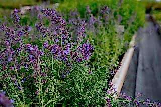 Котовник Фассена Six Hills Giant