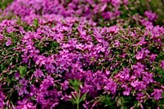 Флокс шиловидный Purple Beauty