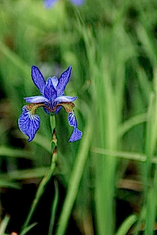 Ирис сибирский Blue King